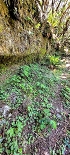 Plants: image 74 Of 208 Thumb